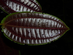 Adelobotrys scandens