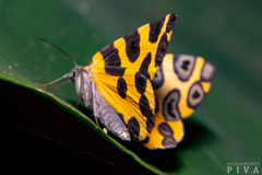 Pantherodes