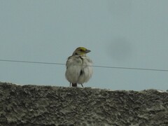 Ammodramus aurifrons