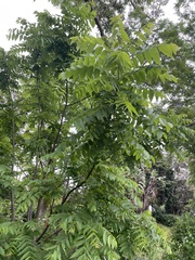Juglans ailantifolia