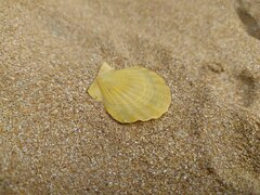 Flexopecten glaber ponticus