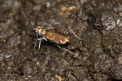 Ellipsoptera macra
