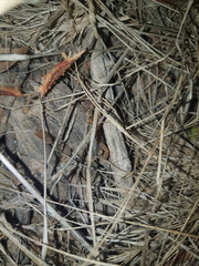 Uroplectes planimanus