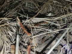 Uroplectes planimanus