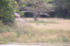 Haliaeetus ichthyaetus