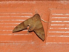 Pachylioides resumens