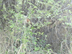 Centropus senegalensis flecki