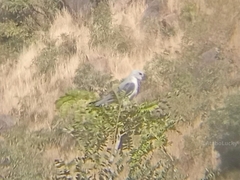 Elanus caeruleus caeruleus