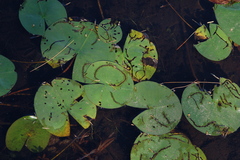 Polypedilum braseniae