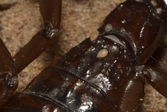 Pimeliaphilus