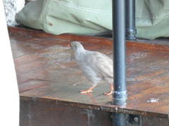 Pternistis adspersus