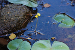 Utricularia radiata