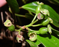 Adelobotrys adscendens