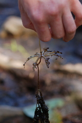 Utricularia radiata