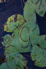 Polypedilum braseniae