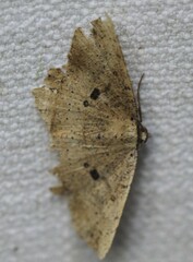 Polyacme subpulchra