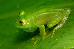 Vitreorana uranoscopa