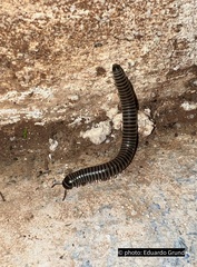 Ommatoiulus diplurus