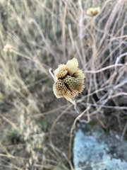 Eriogonum elongatum