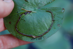 Polypedilum braseniae