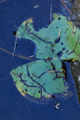 Polypedilum braseniae