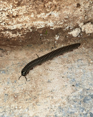 Ommatoiulus diplurus