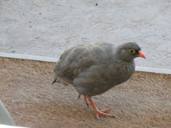 Pternistis adspersus