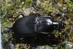 Pterostichus sculptus