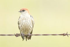 Cecropis cucullata