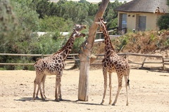 Giraffa