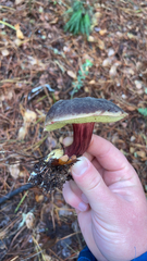 Xerocomellus zelleri