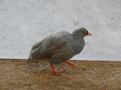 Pternistis adspersus