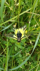 Libelloides coccajus