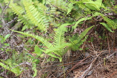 Gleicheniaceae