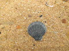 Flexopecten glaber ponticus