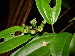 Adelobotrys adscendens