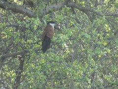 Centropus senegalensis flecki