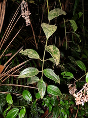 Adelobotrys adscendens
