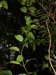 Adelobotrys adscendens