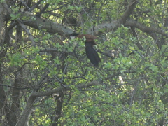 Centropus senegalensis flecki