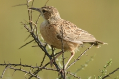 Chersomanes albofasciata