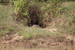 Crocodylus palustris