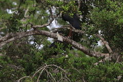 Ciconia episcopus