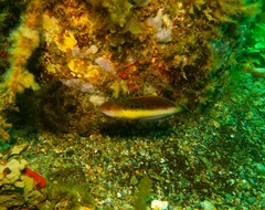 Austrolabrus maculatus