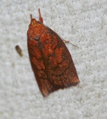 Pycnozancla