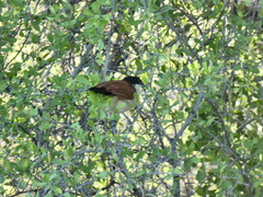 Centropus senegalensis flecki