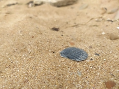 Flexopecten glaber ponticus