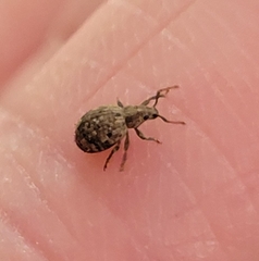 Myosides seriehispidus