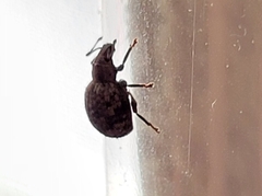 Myosides seriehispidus