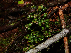 Adelobotrys adscendens